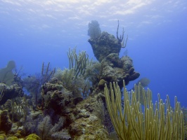 40 Reef IMG 3735